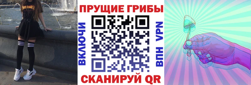 закладка  Верхнеуральск  Галлюциногенные грибы Psilocybe 